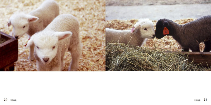 フォトアルバム 羊 Sheep