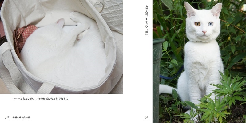 おいらの作品 「幸福を呼ぶ白い猫」 フォトブック・フォト（写真）アルバム作成ならPhotoback